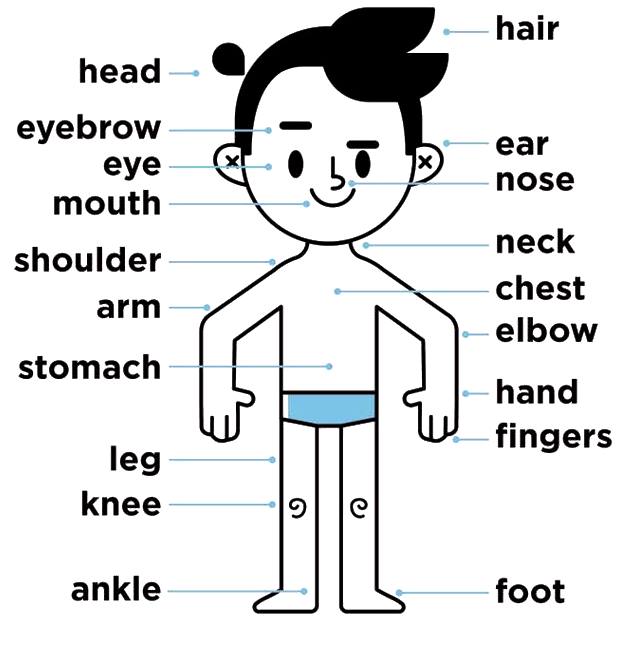 Partes Del Cuerpo En Ingl s Aprendo En Ingl s